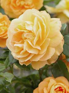 Floribunda Rozen