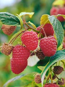 Frambozenstruiken
