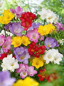 Freesia