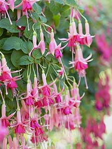 Fuchsia - Bellenplant