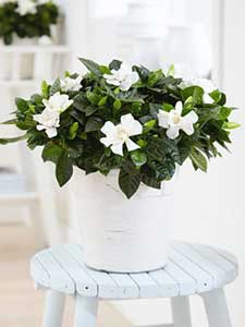 Gardenia