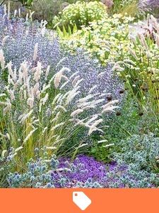 Tuinplanten aanbieding