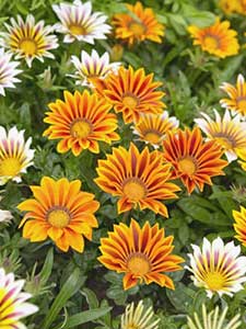 Gazania