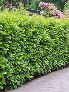 Groenblijvende hagen
