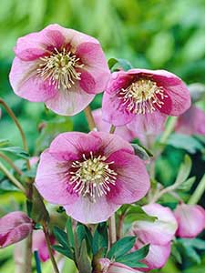 Helleborus