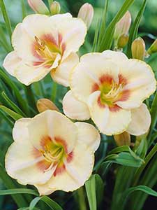 Hemerocallis - Daglelie