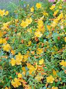 Hypericum - Hertshooi