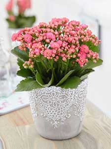 Kalanchoe