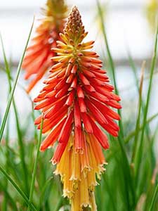 Kniphofia - Fakkellelie