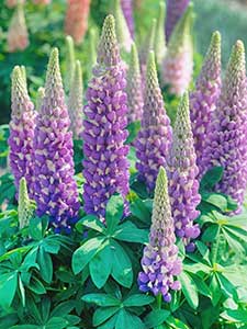 Lupine