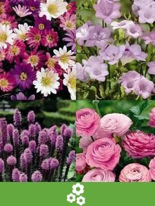 Bloembollen collecties