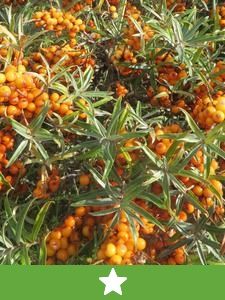 Nieuwe soorten fruit