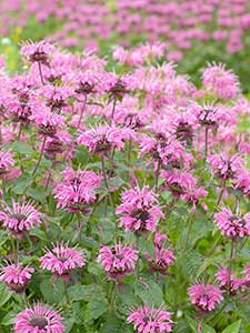 Monarda - Bergamotplant