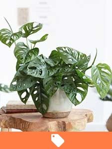 Kamerplant aanbieding