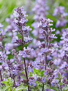 Nepeta - Kattenkruid