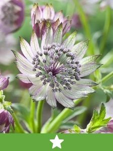 Nieuwe vaste planten