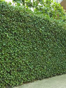 Ondoordringbare hagen