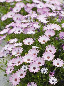 Osteospermum