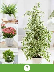 Overige kamerplanten