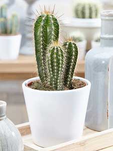 Pachycereus