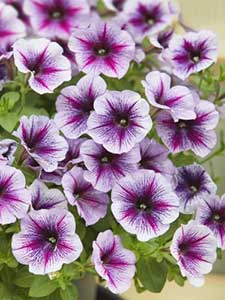 Petunias