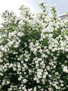 Philadelphus - Boerenjasmijn