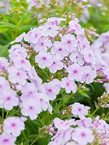 Phlox paniculata