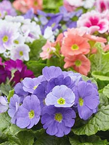 Primula - Sleutelbloem