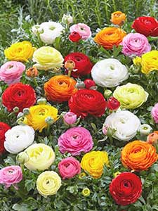 Ranunculus