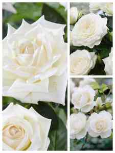 Witte rozen