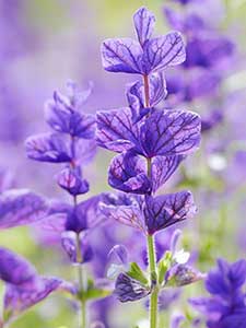Salvia - Salie
