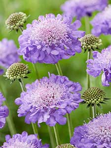 Scabiosa