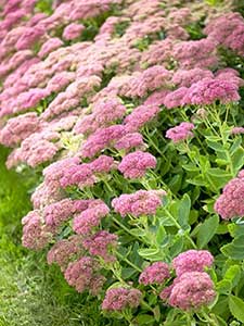 Sedum - Vetkruid
