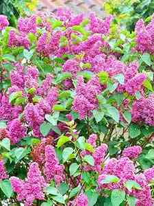 Syringa - Sering