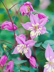 Thalictrum