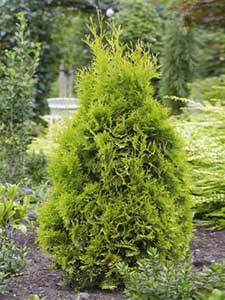 Thuja