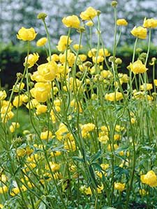 Trollius