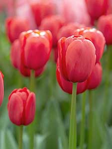 Tulpen