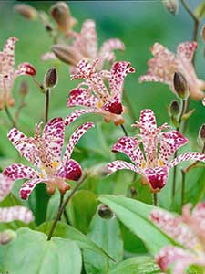 Tricyrtis - Paddenlelies