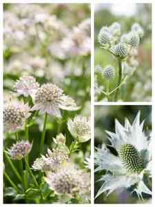 Grijze vaste planten