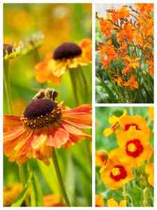 Oranje vaste planten