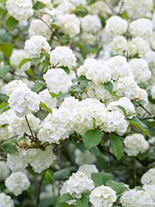 Viburnum