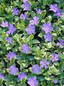 Vinca - Maagdenpalm