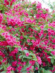 Weigela