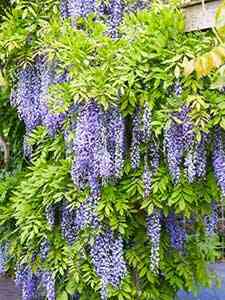 Wisteria