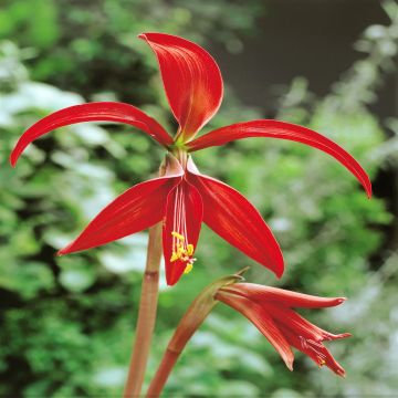 Sprekelia formosissima Jacobs