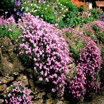 Aubretia Garden A