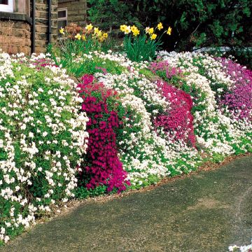 Phlox subulata Wall Rockery