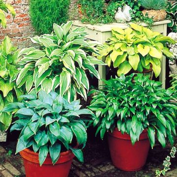 Hosta Garden