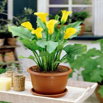 Zantedeschia Yellow + Sals